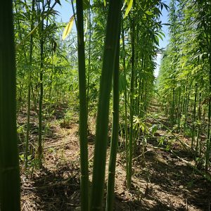 Fédora 17 – CBD ORIENTED