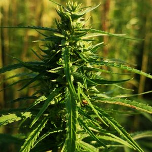 Férimon – SEED ORIENTED