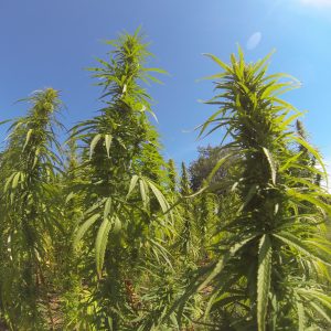 Santhica 27 – CBG ORIENTED