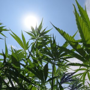 Uso 31 – SEED ORIENTED